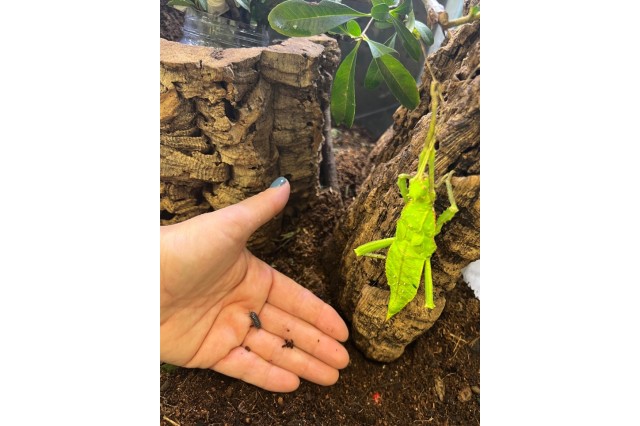 Pill-bug crawling on a person's hand in a terrarium next to a large, bright green leaf-shaped stick bug sitting on a piece of bark.